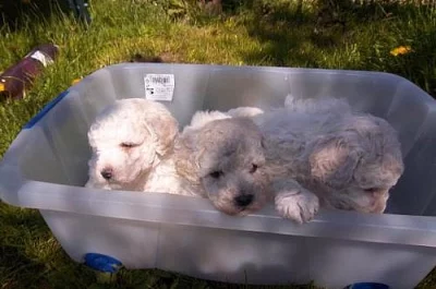 Pudl bílý trpasličí