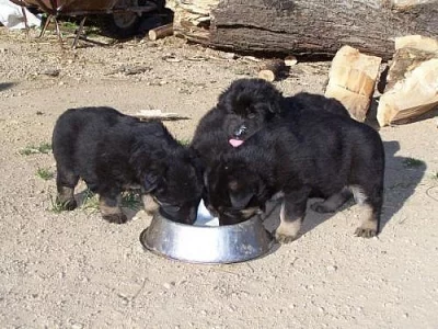 Německý ovčák - štěňátka