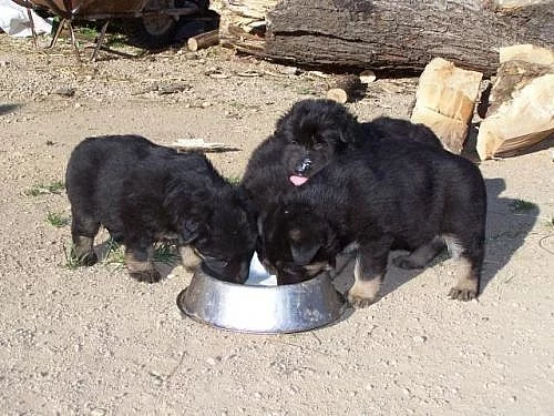 Německý ovčák - štěňátka