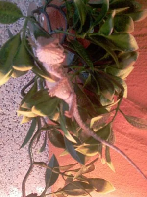 Prodám terárium + 2 agamy vousaté