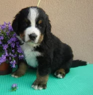 Bernský salašnický pes