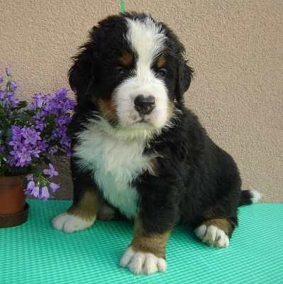 Bernský salašnický pes