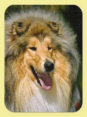 Kolie štěňata
