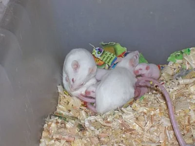 Myši a myšata