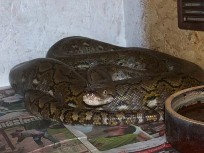 Zakrslé krajty Python reticulatus (superdwarf) -