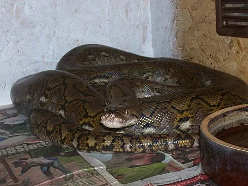 Zakrslé krajty Python reticulatus (superdwarf) -