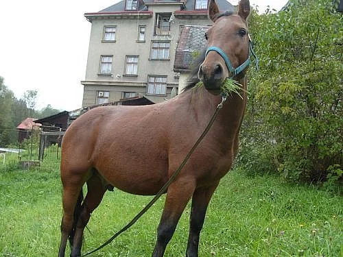 Pony valášek