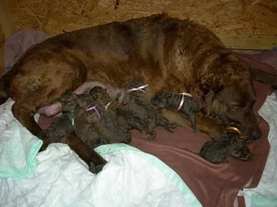 Chesapeake bay retriever