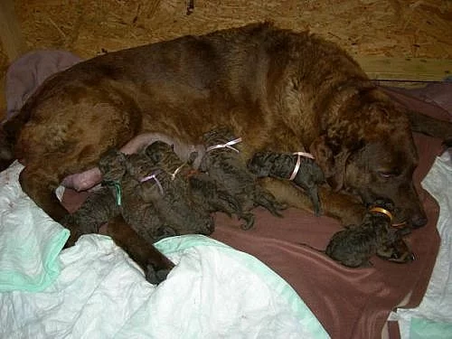 Chesapeake bay retriever