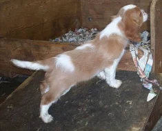 KAVALÍR KING CHARLES ŠPANĚL