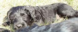 Knírač velký černý