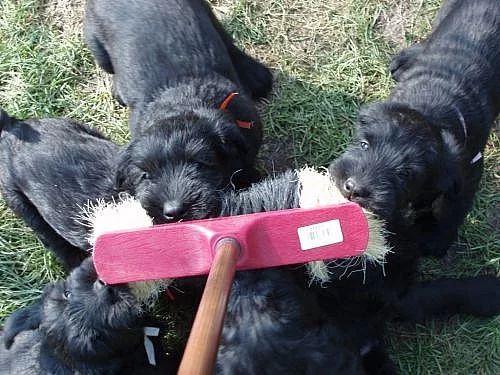 Knírač velký černý