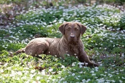 Špičková štěňata Chesapeake bay retrievera