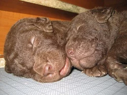 Špičková štěňata Chesapeake bay retrievera