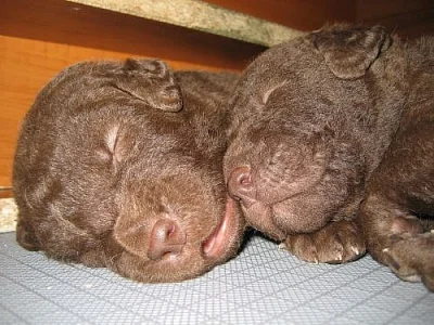 Špičková štěňata Chesapeake bay retrievera