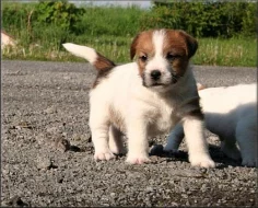 Jack russell terier