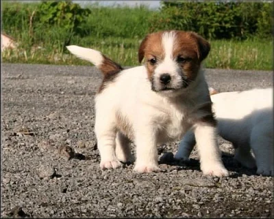 Jack russell terier