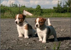 Jack russell terier