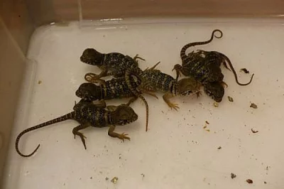 CROTAPHYTUS COLLARIS