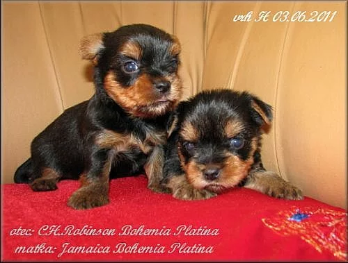 Yorkshire terrier