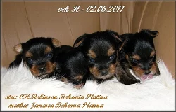 Yorkshire terrier