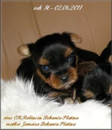 Yorkshire terrier