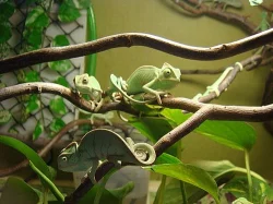 Chameleon Jemenský - mláďata