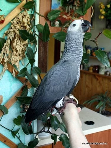 zako kongo