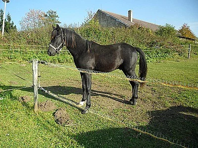 Pony 140 kv