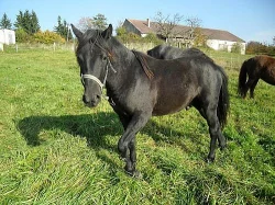 Pony 140 kv