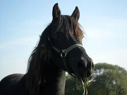 Pony 140 kv