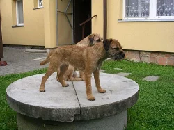 BORDER TERIER