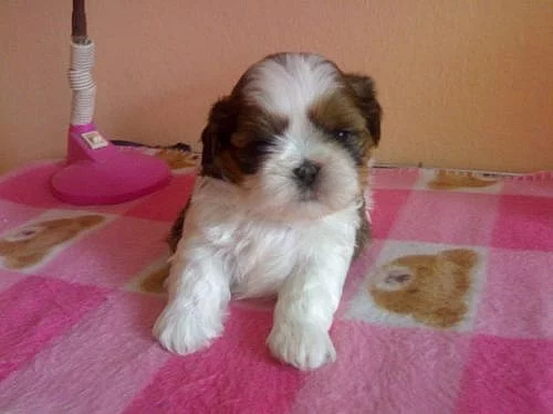 Shih-tzu s PP