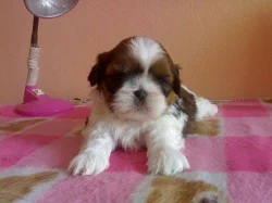 Shih-tzu s PP