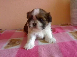 Shih-tzu s PP