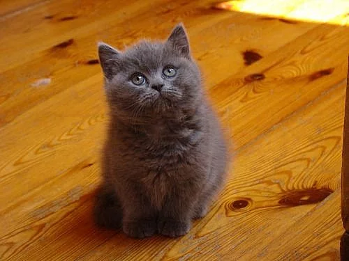 Prodám britská koťátka