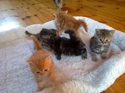 Prodám britská koťátka