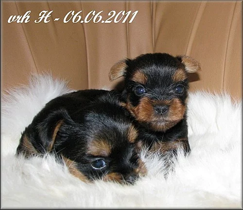 Yorkshire terrier