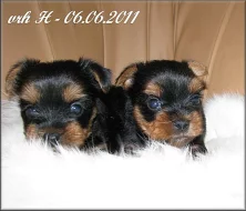 Yorkshire terrier