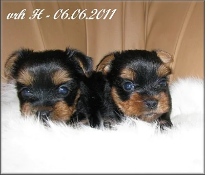 Yorkshire terrier