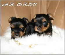 Yorkshire terrier