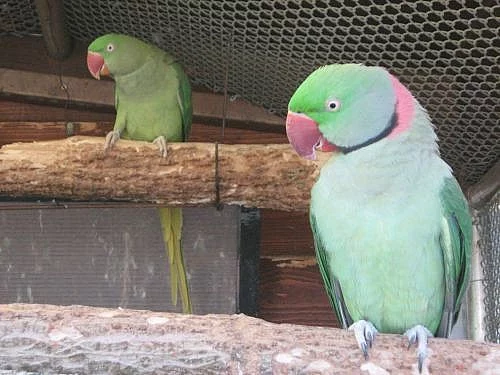 Alexandr Velký