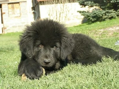 Tibetská doga štěňata s PP