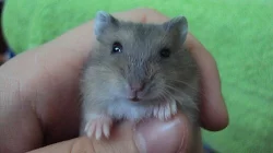 Morčátka a křečíci
