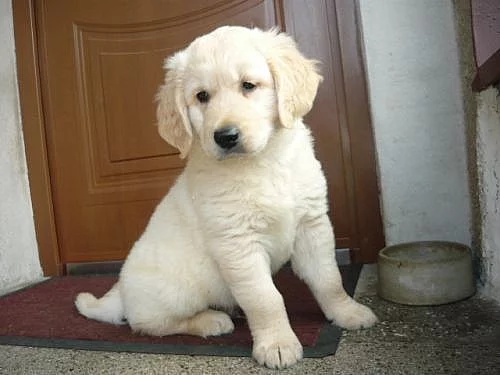 Zlatý retrívr - štěňátka bez PP