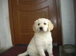 Zlatý retrívr - štěňátka bez PP