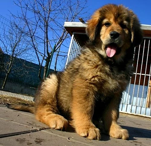 Tibetská doga - Opravdu silná štěňátka, matka i ot