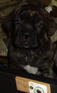 Štěňata Cane Corso