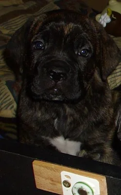 Štěňata Cane Corso