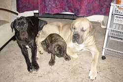 Štěňata Cane Corso